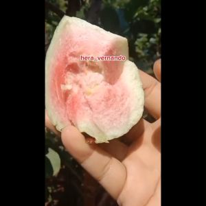 Bibit Jambu Kristal Merah Tanpa Biji Super Okulasi