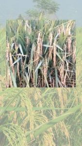 Biji Padi Unggul Padi Sertani 13 1kg