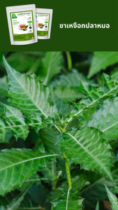 ชาเหงือกปลาหมอ ตราไร่กฤติยา (Acanthus Ebracteatus Tea)
