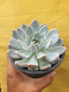ต้นไม้อวบน้ำ กุหลาบหิน อิชิเวเรีย มอนโร Echeveria Monroe #Monroe #Echeveria #Rare