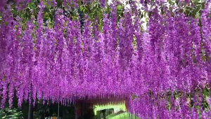 12 Buah Bunga Wisteria Buatan Putih untuk Dekorasi Plafon Ruang Makan Pernikahan Bunga Gantung Plastik
