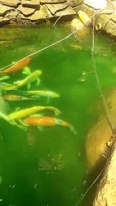 Mesin Aerator gelembung 4 Lubang murah hemat energi