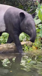 Zoo Negara - Adopt our Jessy