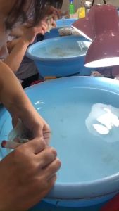 10gr 30gr Yến Sào Vụn Khánh Hoà Đắp Chân tổ yến