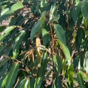 ินปรับราก ช่วยให้ดินร่วนซุย แก้ดินแข็ง ดินดาน ดินก้นสระ รากเดินสะดวก เร่งการแตกราก แตกยอด เพิ่มธาตุอาหารให้กับพืช