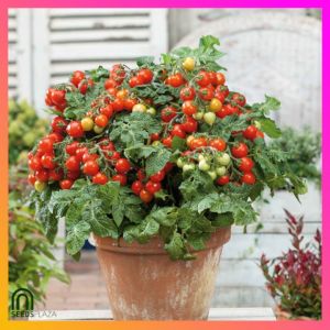 SeedsPLAZA™ - Bonsai Cherry Tomato (10 Seeds) for Planting Vegetable Plants + Instructions for Dwarf F1 Plant Seed