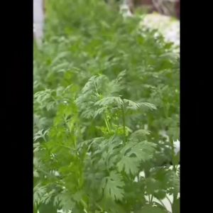 CHIATAI ผักซอง เจียไต๋ O133#กระเจี๊ยบแดง ซองประมาณ 120 เมล็ด เมล็ดพันธุ์ผัก เมล็ดผัก เมล็ดพืช ผักสวนครัว