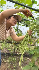 Hạt giống đậu đủa hạt đậu cove F1 chất lượng cao dễ trồng/hạt giống Phú Nông