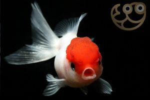 Imported Red Cap Goldfish/Ornamental fish/Freshwater/Readystock