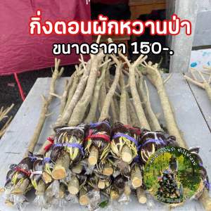 กิ่งตอนผักหวานป่า ยอดเหลืองใบกลมไซร์กลาง ส่งตรงจากสวน