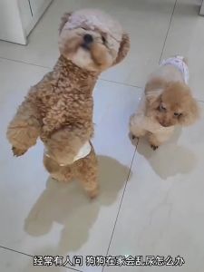 YTL 🐕🦺🐕🦺ผ้าอ้อมสุนัข แบบใช้แล้วทิ้ง ชายและหญิง ชุดอุปกรณ์สำหรับสัตว์เลี้ยง ราคาต่อ 1 ถุง