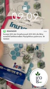 โทมาฮอค 500 กรัม Dimethomorph 50% WG เม็ด ใช้ง่าย ละลายน้ำดี โรคที่เกิดจากเชื้อรา Phytophthora palmivora ไฟทอปธอรา โรครากเน่าโคนเน่า ลำใยผลแตก ทุเรียนยืนต้นตาย ราน้ำค้างในข้าวโพด ใบไหม้ในฝรั่ง