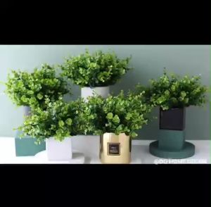 Lọ Hoa Chậu Cây Kim Tiền Mix Điểm Nhiều Loại Hoa Trang Trí Bàn Học Bàn Làm Việc Kệ Tủ DG-418