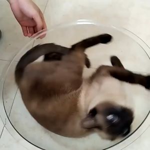 Acrylic Transparent Cat Nest Pet Furniture Anti-Scratch Cat Toy Beds Dome Cover Cat House Acrylic Nest Cat Space Bed