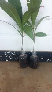 ต้นจิกเศรษฐี เป็นต้นไม้ป่าในเขตร้อนชื้น เป็นหนึ่งในไม้วงศ์จิก ที่มีหลายชนิดพันธุ์มาก