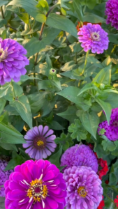 Benih ZINNIA PURPLE - Biji Bunga