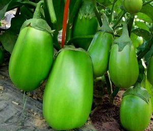 🍆เมล็ดพันธุ์มะเขือยักษ์🍆 200เมล็ด ซองใหญ่ พร้อมส่ง