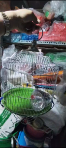 Lồng sắt nuôi nhiều loại chim : cu đất cu vằn bằng kẽm có kèm theo phụ kiện (30x30cm)