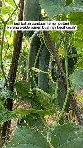 Benih Timun Premium YUKI Jumbo Hibrida F1 Tahan Virus 20gr - Produksi Cepat & Biomekanik