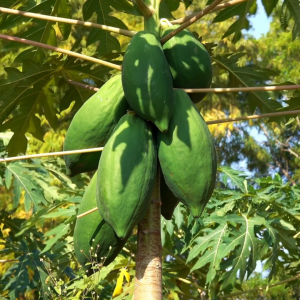 เมล็ดพันธุ์ มะละกอแขกดำเงาะป่า (ซองรีเทลและซองม่วง)