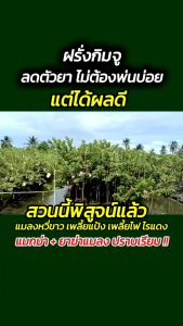 ปุ๋ยน้ำแมกม่า โปรยกลัง Maxma ศูนย์จำหน่ายแมกม่า สารเสริมประสิทธิภาพปุ๋ยและยา ชุดใหญ่ โปรถูกใจชาวสวน