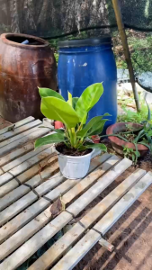 Cây Trầu Bà Đế Vương Vàng - Tổng thể tầm 30-40 cm - Kiểng lá decor sang trọng!