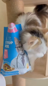 T2.mp4