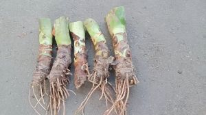 set 5 củ bạc hà núi cao 20cm trồng cảnh