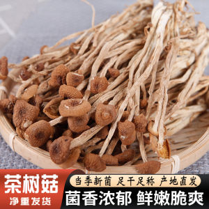 Mountain Treasures Tea Tree Mushroom Soup Ingredients Dry Goods Ancient Tian Fu Gourmet Mushroom Soup Package Organic Food