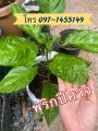 พริกปีศาจ บรรจุ 25-30เมล็ดพริกเผ็ดที่สุดในโลก พริกผิวย่น(ปีศาจ)บุตโจโลเกีย (bhut jolokia) เมล็ดพันธุ์. 