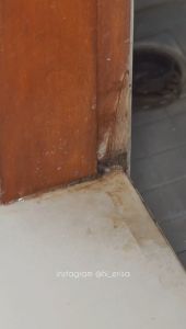 POLKI - Pembersih Nat & Keramik 6 Dus: Pembersih Nat dan Keramik Dinding Lantai
