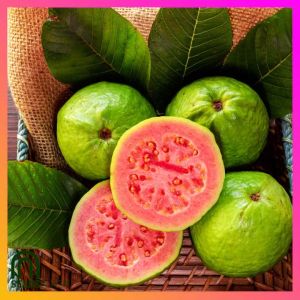 SeedsPLAZA™ - Red Guava Seeds for Planting Vegetable Plants (10 Seed) Dwarf Bonsai Taiwan Guava Fruit Tree Plant