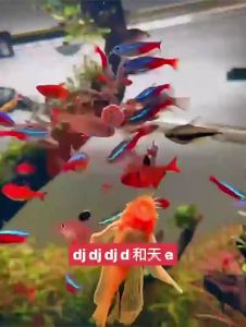 Thức Ăn Dán Kinh JBL NOVOTAB - Thực phẩm cao cấp cho Cá Cảnh Cá Thủy Sinh đến từ Đức