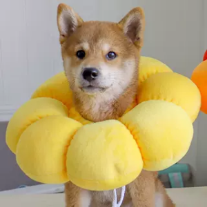 Adorable Sunflower Pet Elizabethan Collar Dog Neck Brace Anti-Lick Bite Soft Circle Pet Head Cover Shame Soft Circle