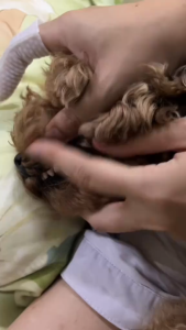 Cassiel Pet Sarung Tangan Pembersih Gigi Kucing/Anjing - Hilangkan Plak & Bau Mulut & Plak 50 Lembar