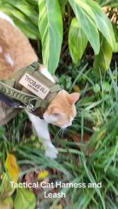 Tactical Cat Harness Escape Proof Adjustable Military Style Vest Comfortable for Cats Puppy Outdoor Walking Training
