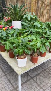 Cây kim ngân củ to trang trí cửa hàng phòng làm việc kèm chậu sự trắng Bát Tràng  Cây kim ngân phong thủy để bàn thần tài thanh lọc không khí