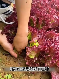 3000เมล็ดเมล็ดพันธุ์ผักกาดหอมสีม่วงเมล็ดพันธุ์ผักสลัดสีม่วงผักกาดหอมม่วงเมล็ดผักกาดหอม  เมล็ดผักสวนครัว เมล็ดพันธุ์ผัก