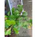 Duhat Grafted Giant fruit/Lomboy/ Giant Java Plum fruit hybrid tree Var. 