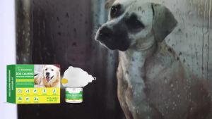 Dog Calming Diffuser Kit - For Relieving Pet Anxiety & Easing Stress in New Home Environments