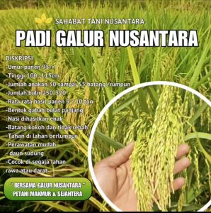 BENIH BIBIT PADI 5 KG GALUR NUSANTARA GABAH BERKUALITAS SUPER UNGGUL GENJAH BERBOBOT