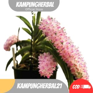 ANGGER TUPAI DEWASA ANGGREK TUPAI SIAP TANAM KUALITAS UNGGUL SUPER