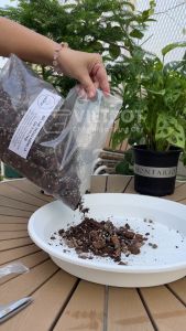 Giá thể trồng kiểng lá Vietpot trộn sẵn chuyên dùng cho cây trong nhà ngoài trời Monstera...