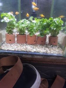 tanaman hias rotala green aquascape