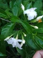 Scented Pandakaki,, stable. 
