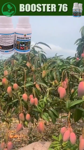 BOOSTER 76STIMULATE FRUIT 150ml Organic Flowering & Fruiting Enhancer for Plants(Liquid Fertilizer) ...