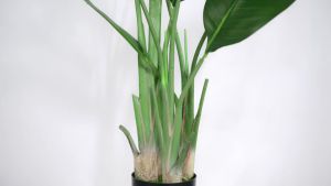 Beli Pohon Pisang Artificial 82/90cm & Dapatkan Baskom Gratis