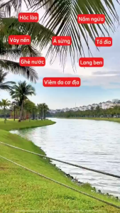 Kem mỡ thảo dược giảm da liễu Thẩm thấu vào lớp biểu bì và nhanh chóng thẩm thấu