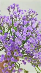 1 PCS Bunga Pikkok Tangkai Panjang Cabang 5 Artificial Bunga Baby Breath Warna Peacock untuk Dekorasi Cafe Rumah Taman dan Dekorasi Pernikahan Wedding atau Pelaminan Artifisial Import Termurah Premium
