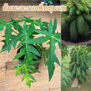 ต้นมะละกอเตี้ยชุมแพ 1ชุด3ต้น150บาท ต้นสวยพร้อมส่ง